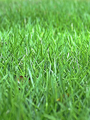 Geo Zoysia